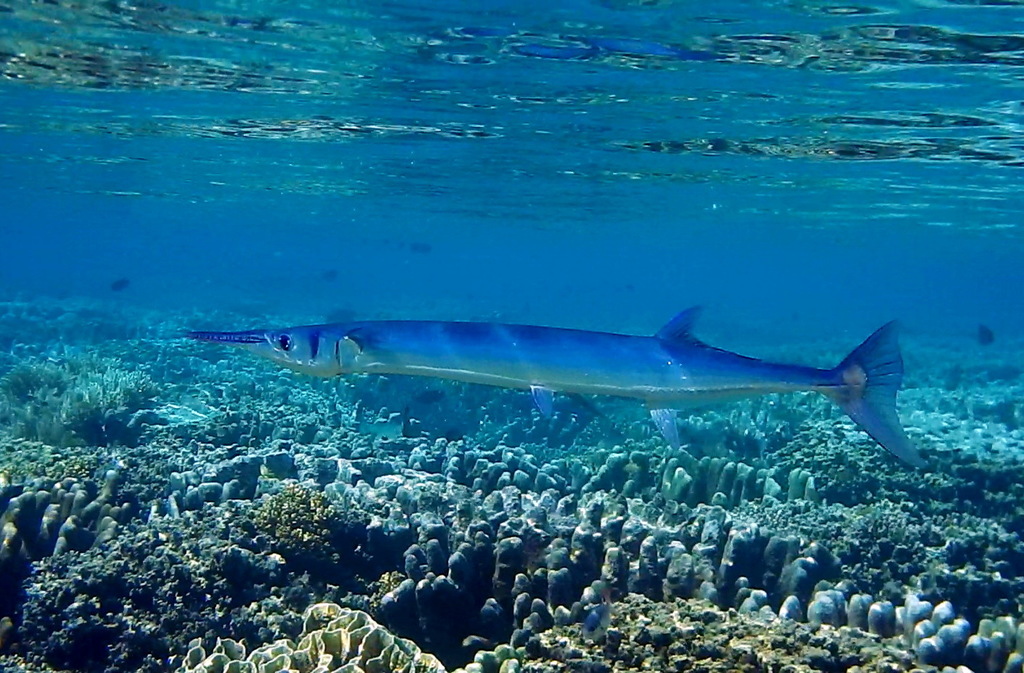 Crocodile Needlefish