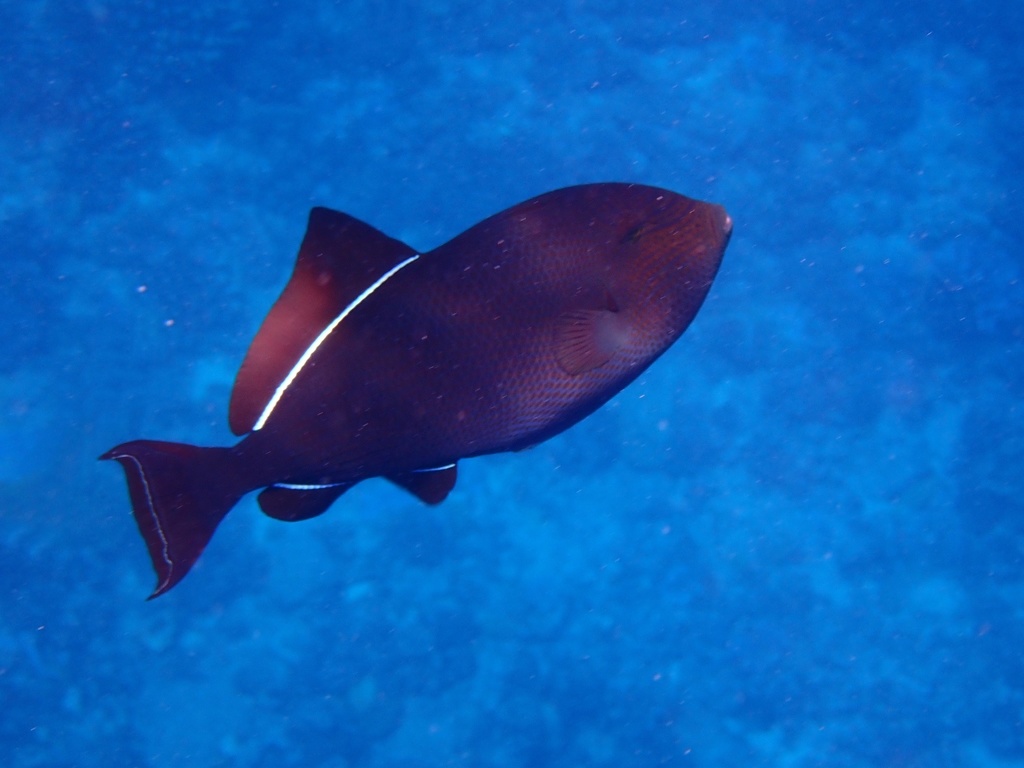 Black Triggerfish