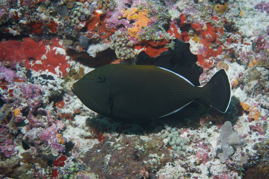 Black Triggerfish
