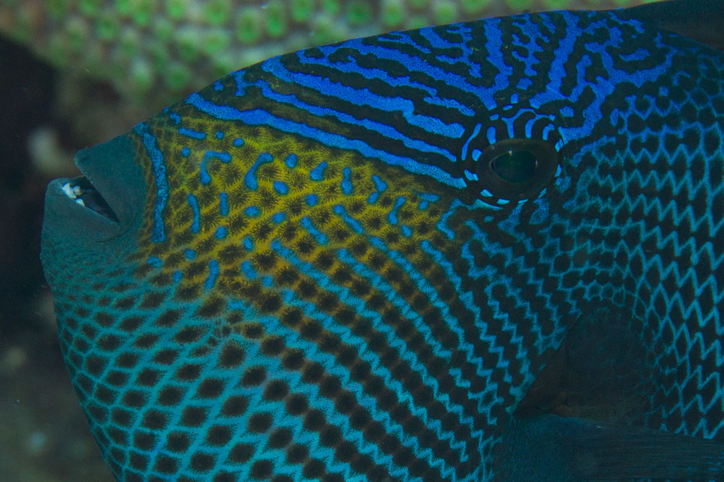 Black Triggerfish