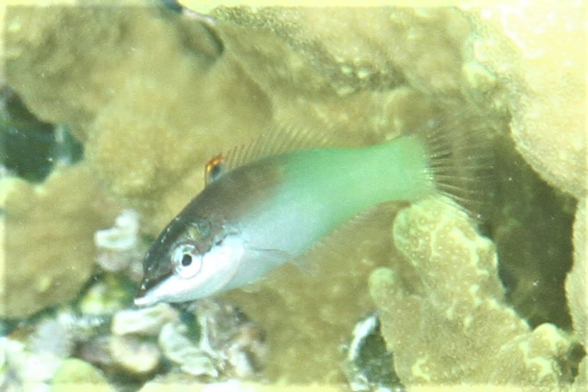 Green Bird Wrasse