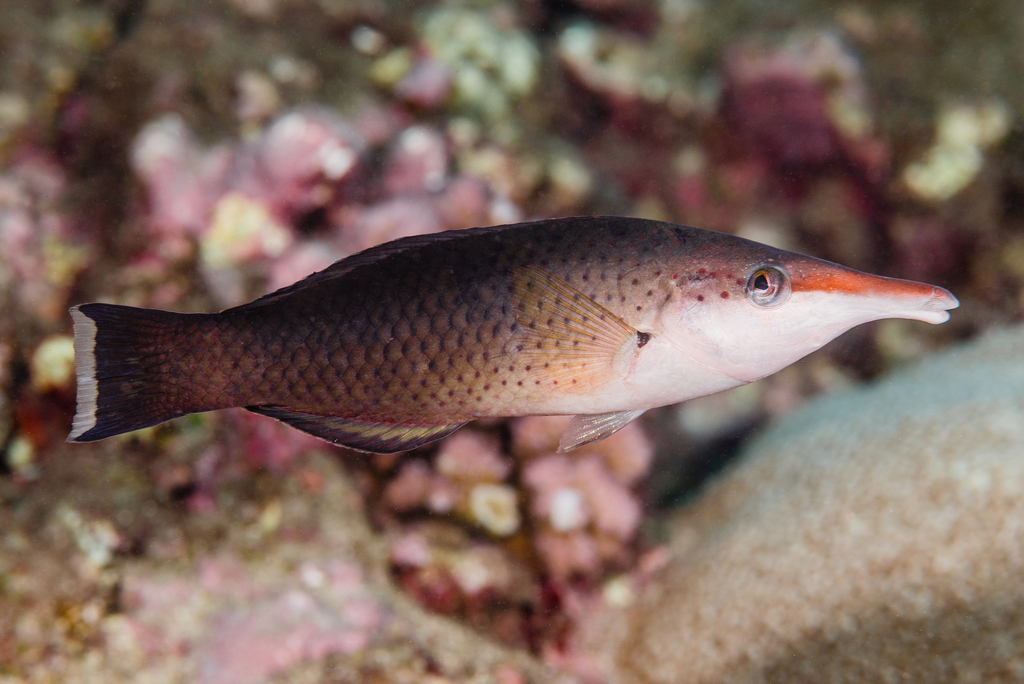 Green Bird Wrasse