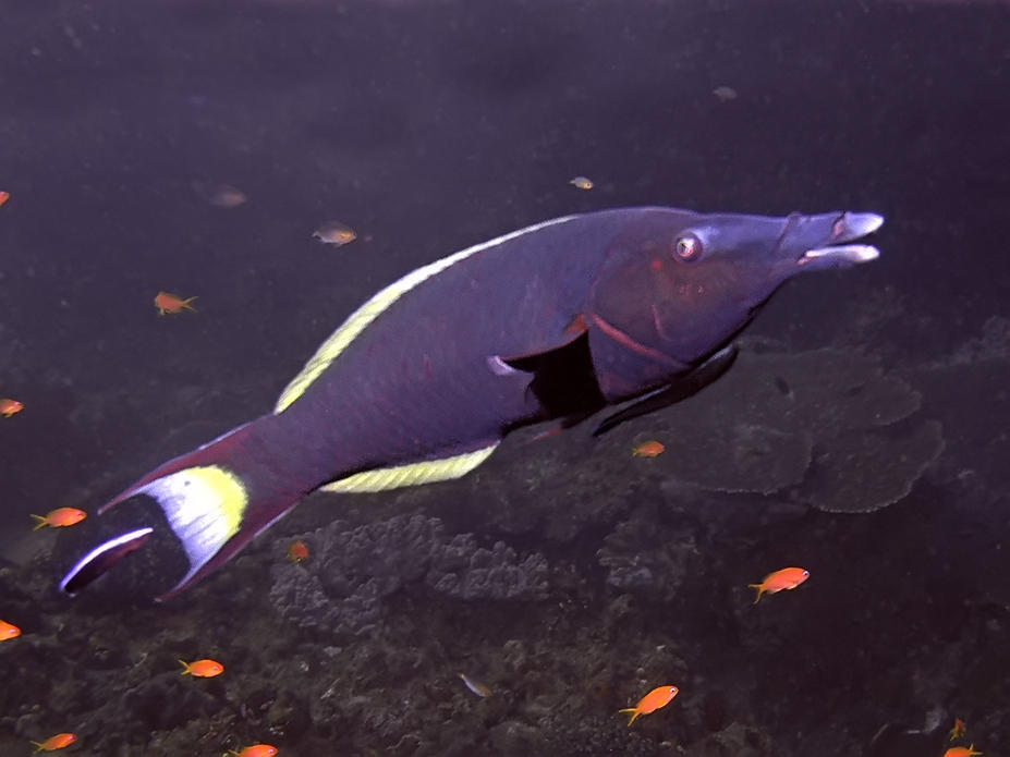Green Bird Wrasse
