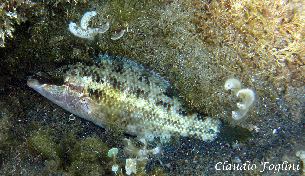 Crénilabre paon