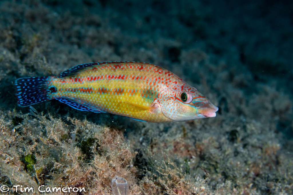 East Atlantic peacock wrasse