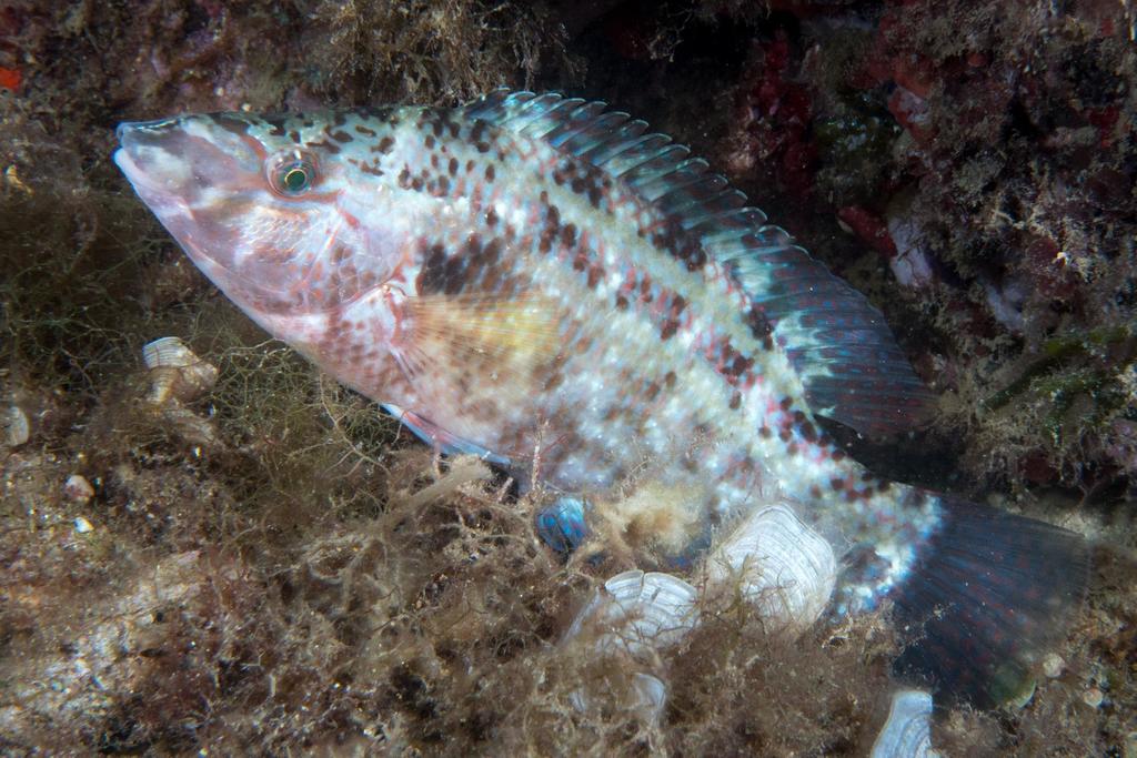 Crénilabre paon
