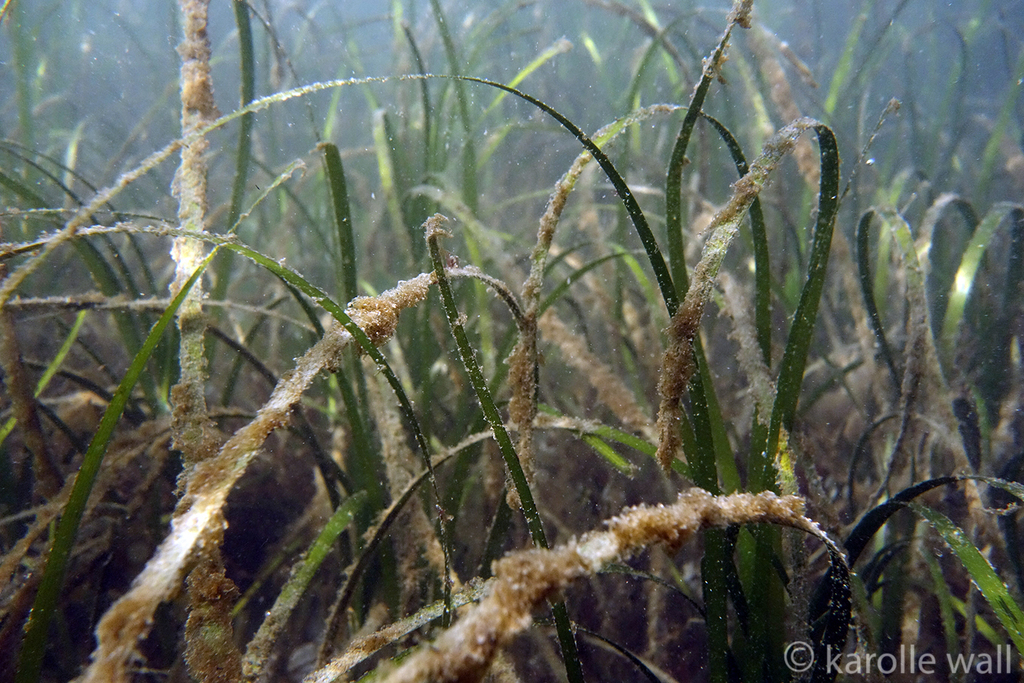 Zostère marine