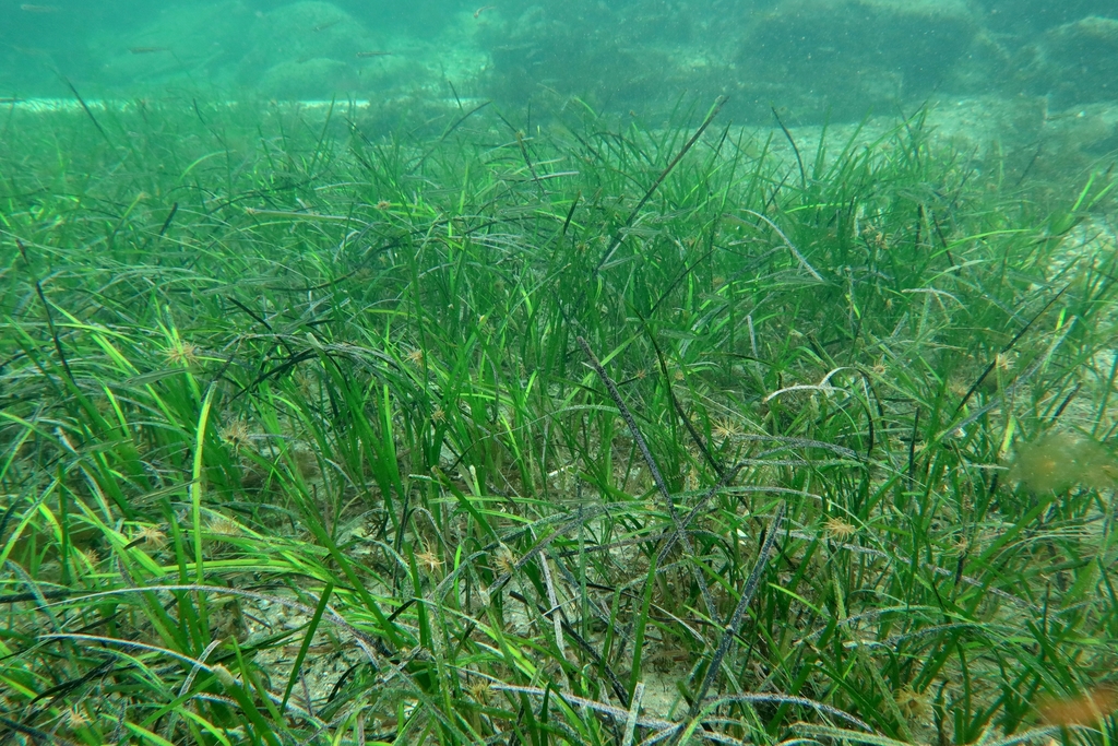 Eelgrass