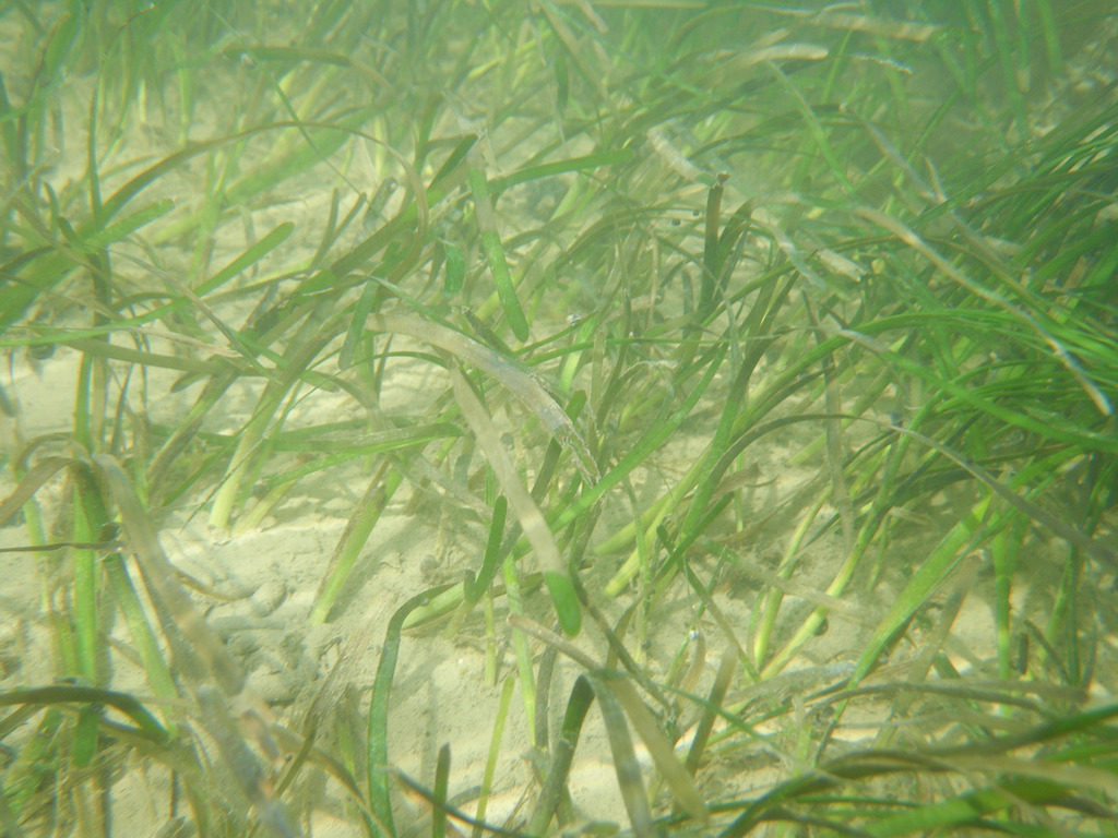 Zostère marine