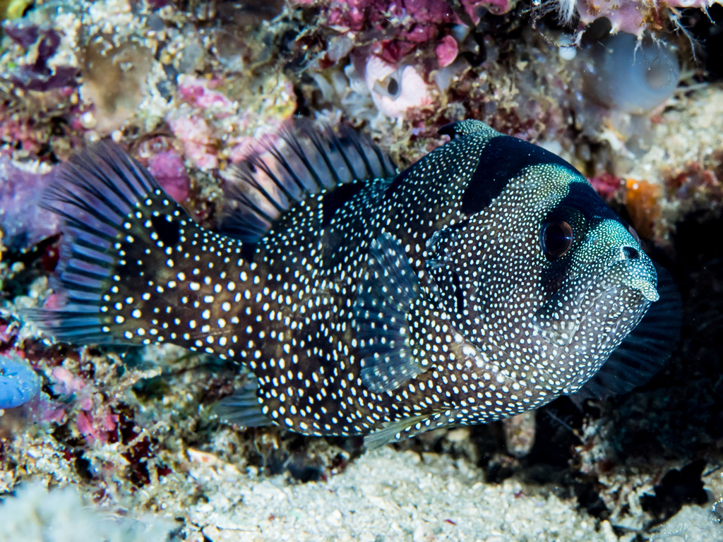 Spotted Soapfish