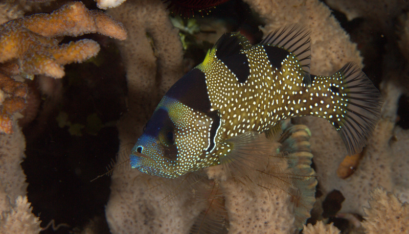 Spotted Soapfish