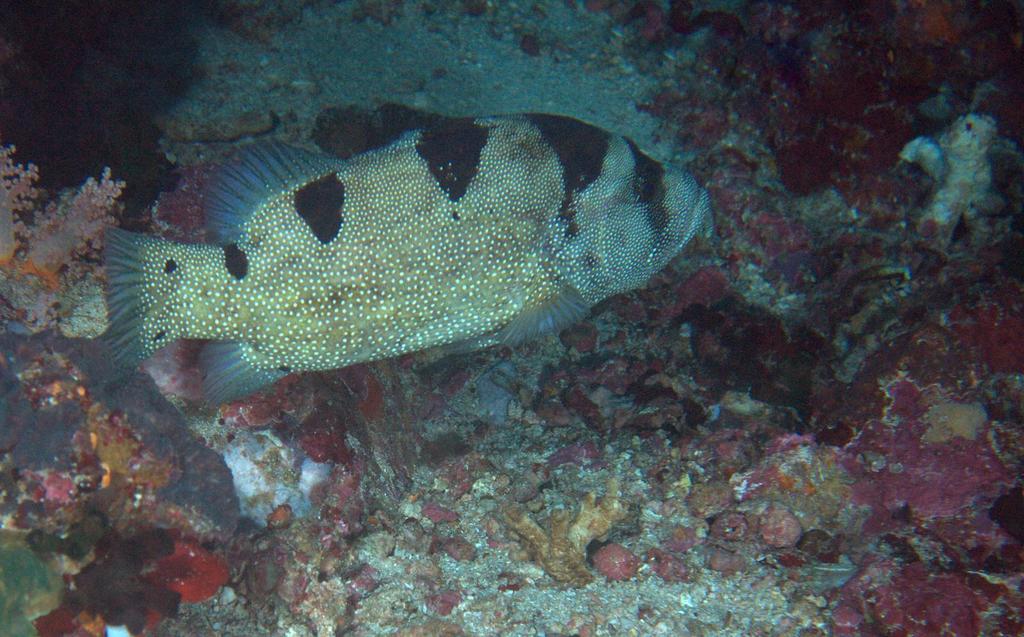 Spotted Soapfish