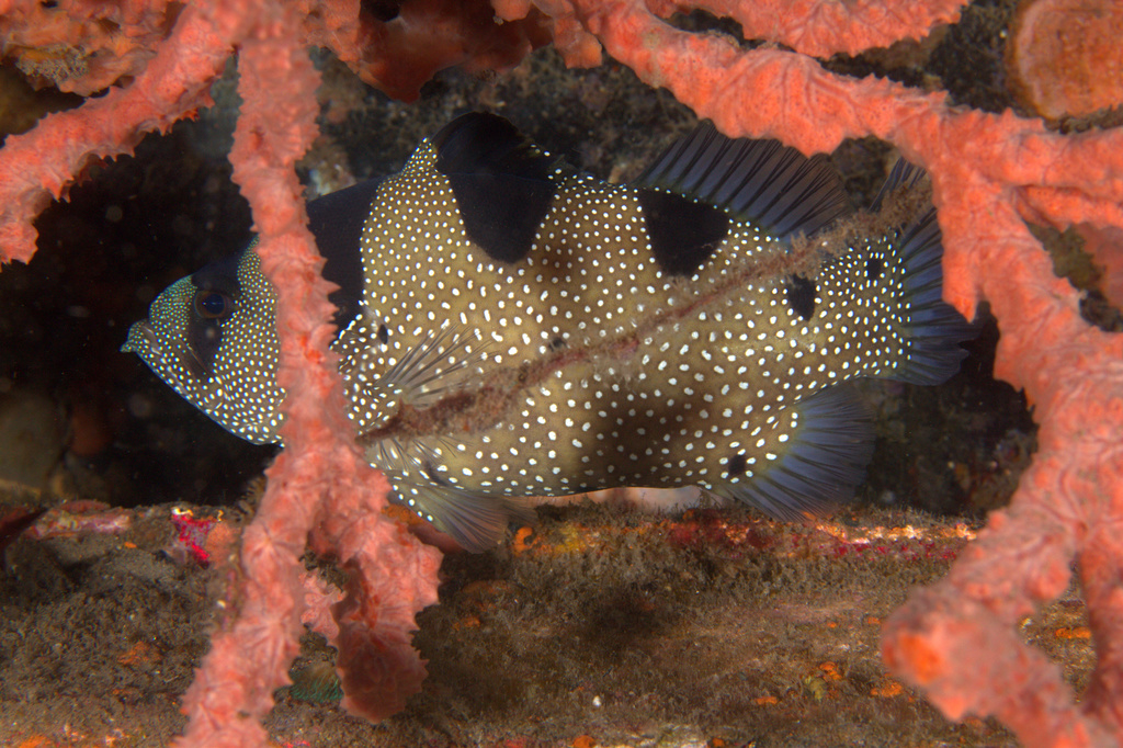 Spotted Soapfish