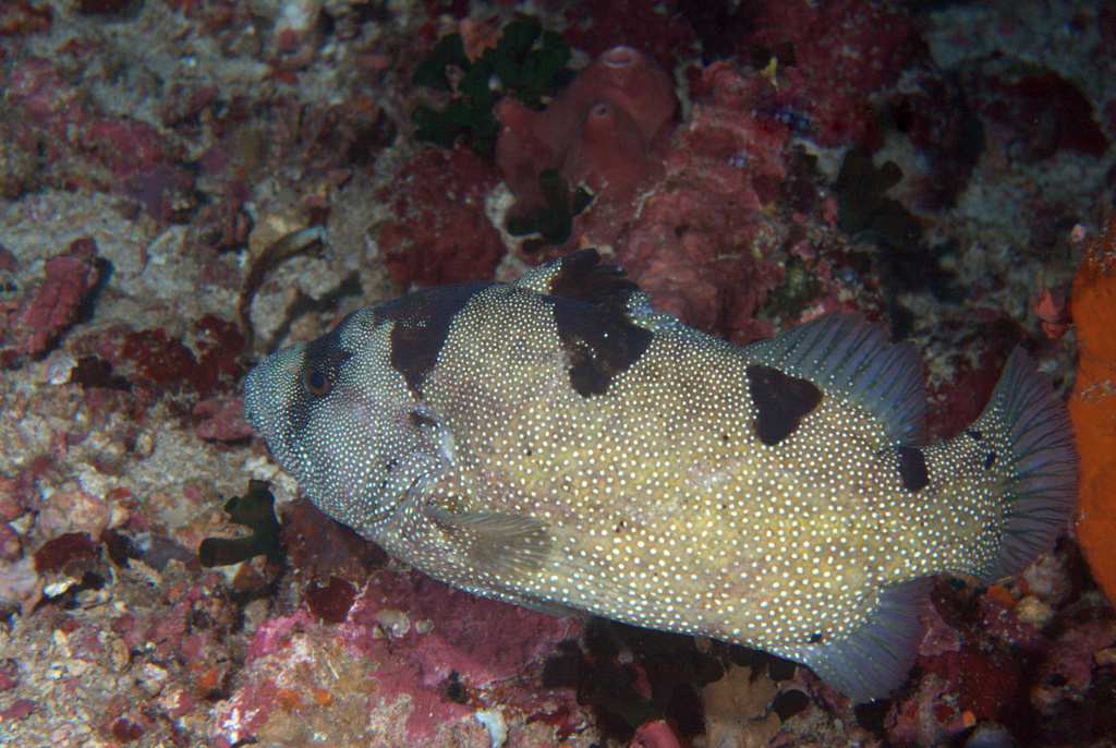 Spotted Soapfish