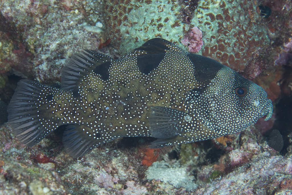 Spotted Soapfish