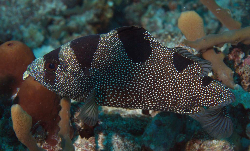 Spotted Soapfish