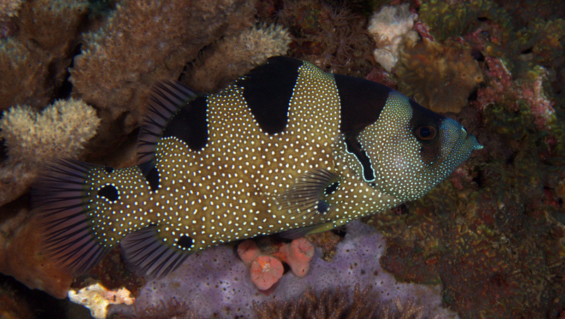 Spotted Soapfish
