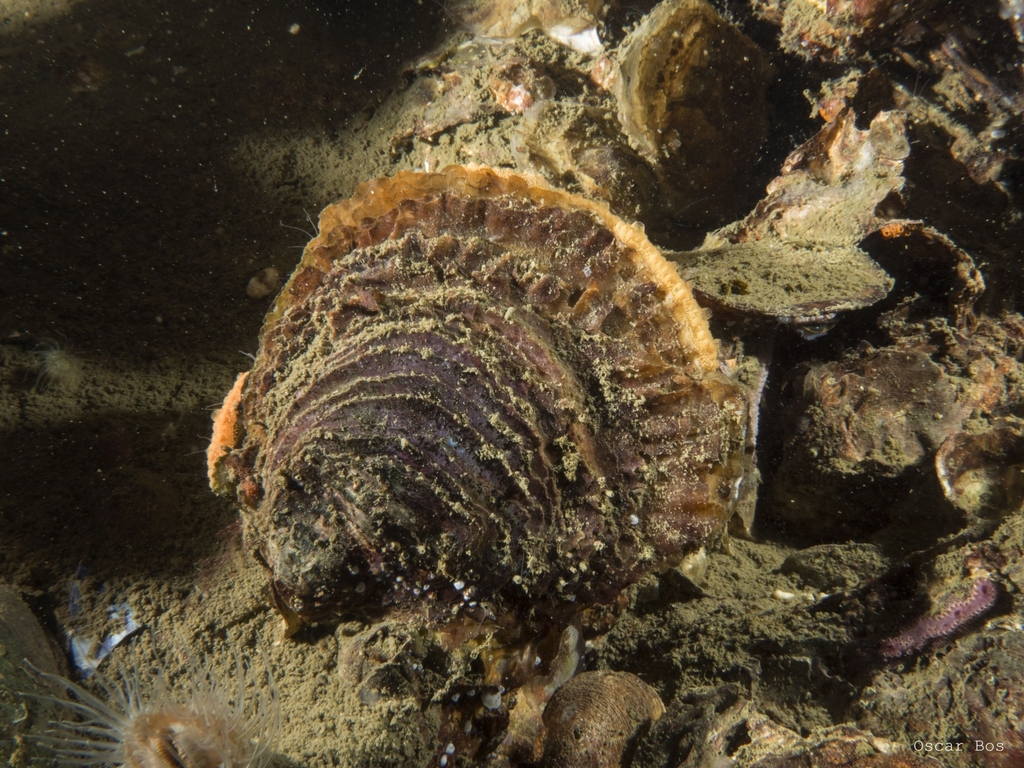 European Flat Oyster