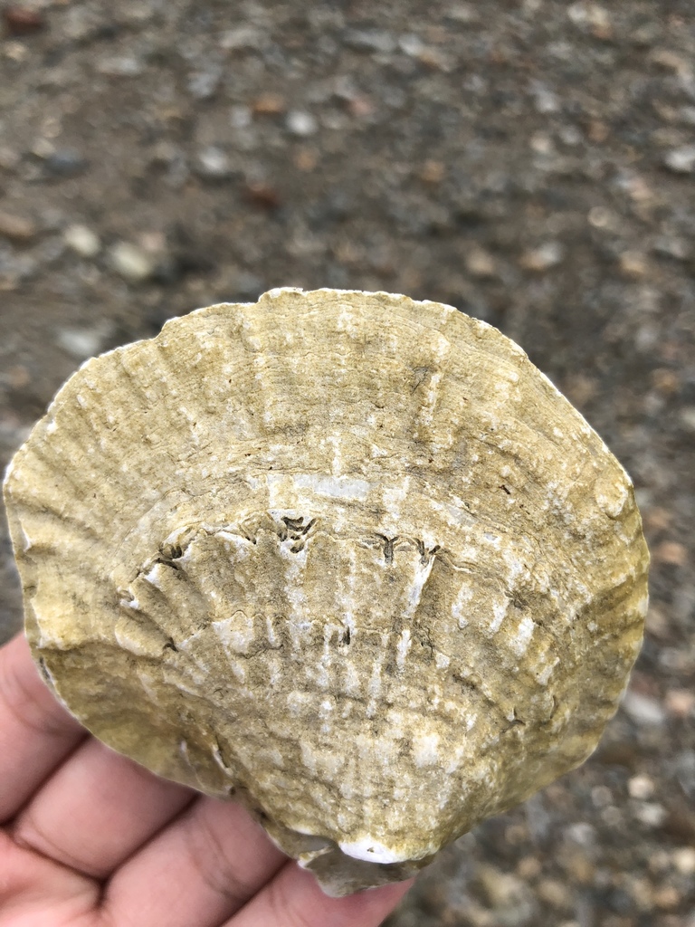 European Flat Oyster