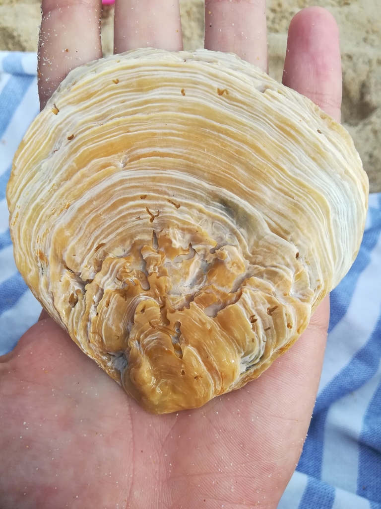 European Flat Oyster