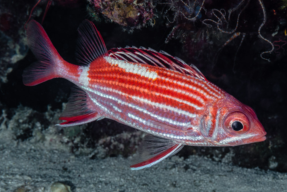 Crown Squirrelfish