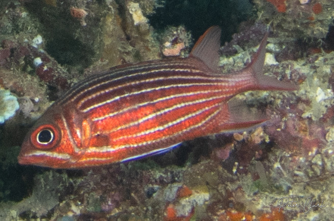 Crown Squirrelfish