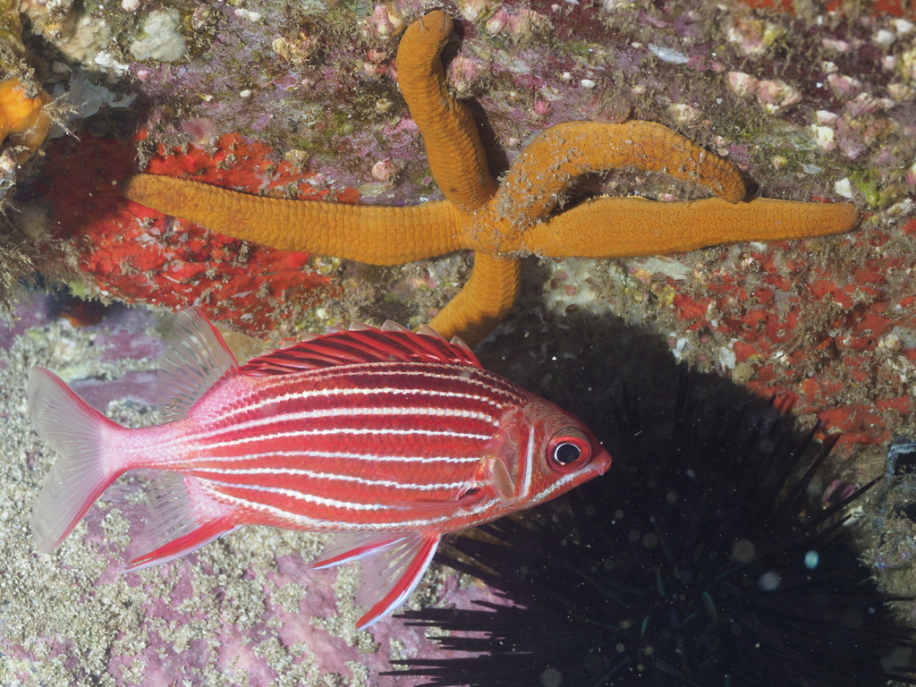 Crown Squirrelfish