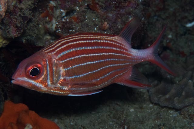 Crown Squirrelfish