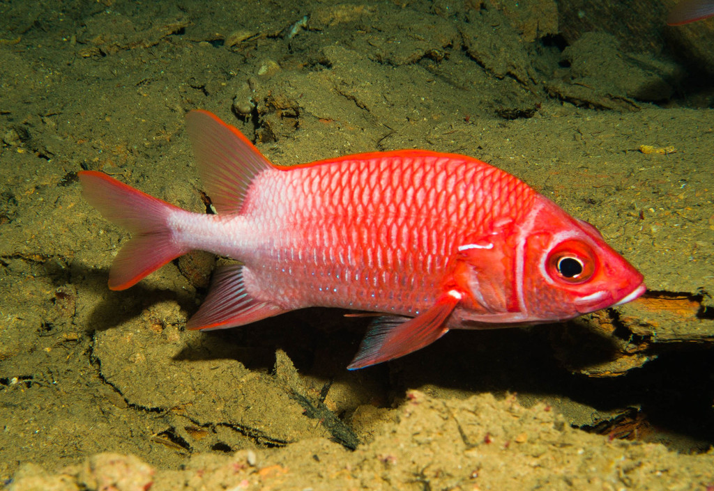 Marignan rouge et argent