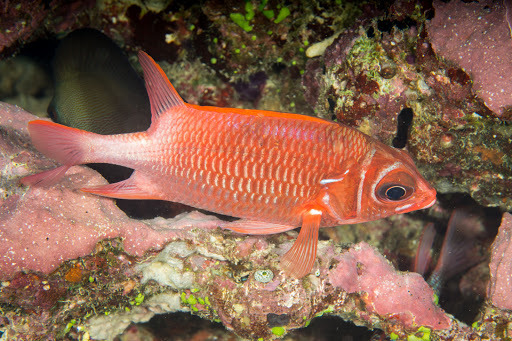 Marignan rouge et argent