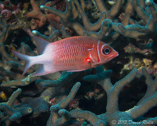Marignan rouge et argent