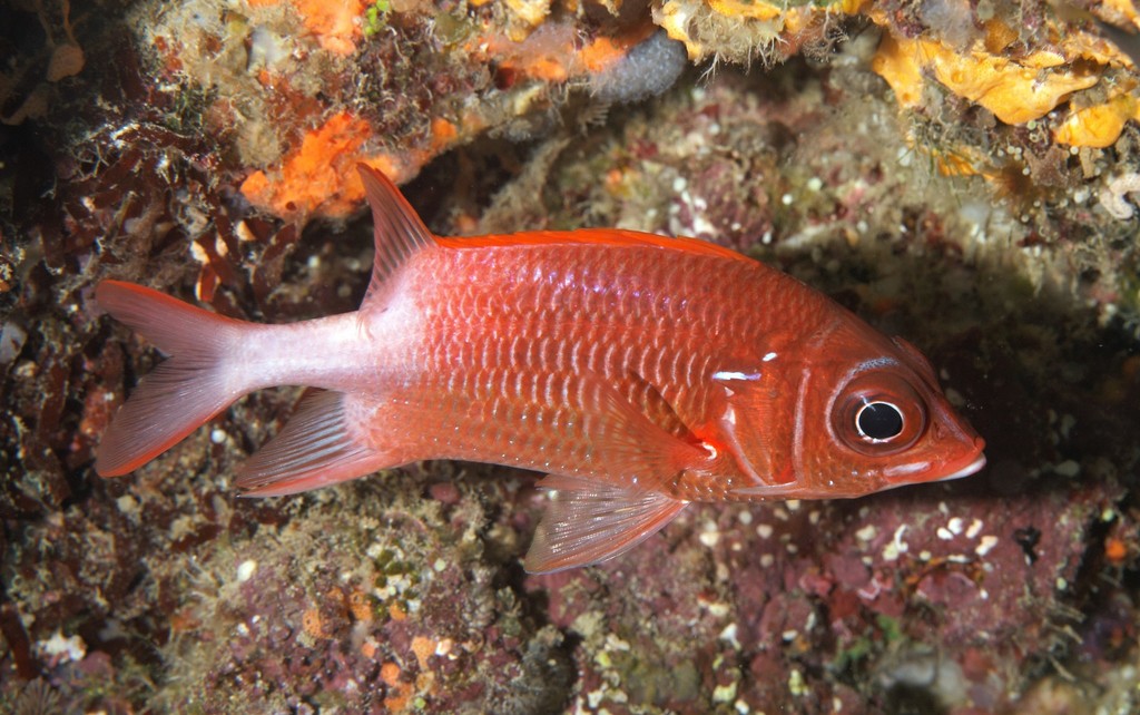 Marignan rouge et argent