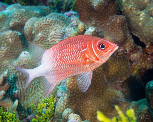 Marignan rouge et argent