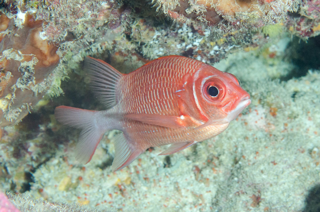 Marignan rouge et argent