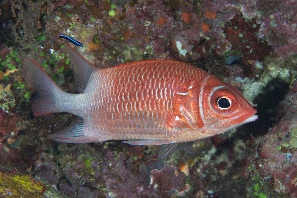 Tailspot Squirrelfish