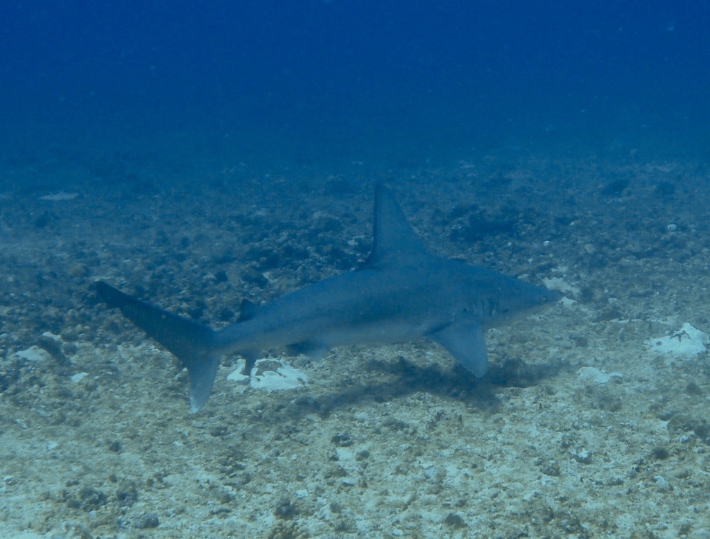 Requin gris