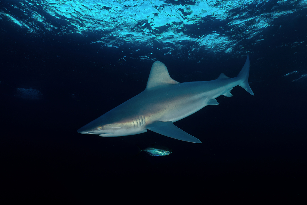 Sandbar Shark