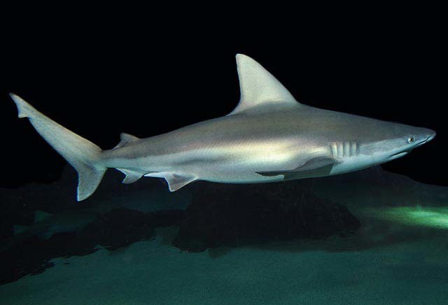 Requin gris