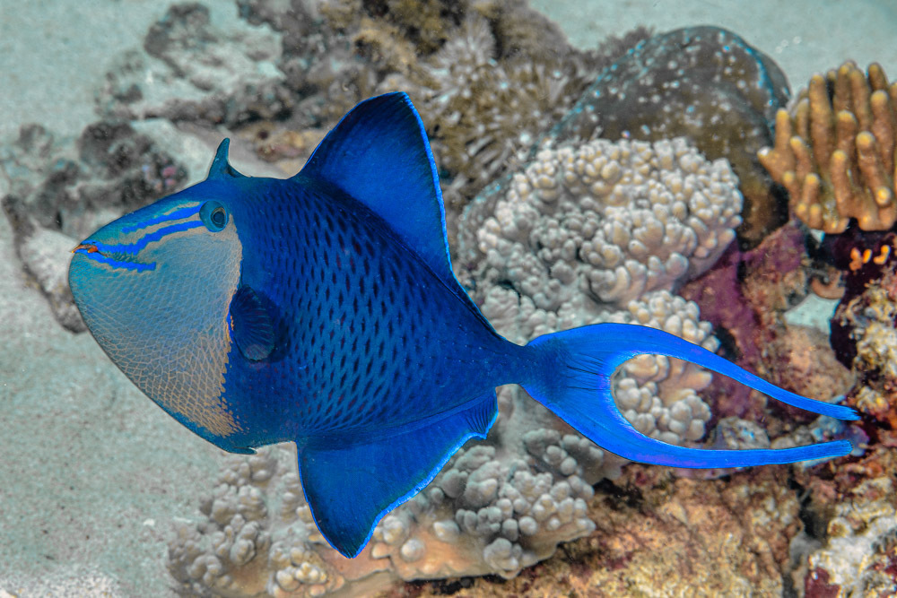 Redtooth Triggerfish