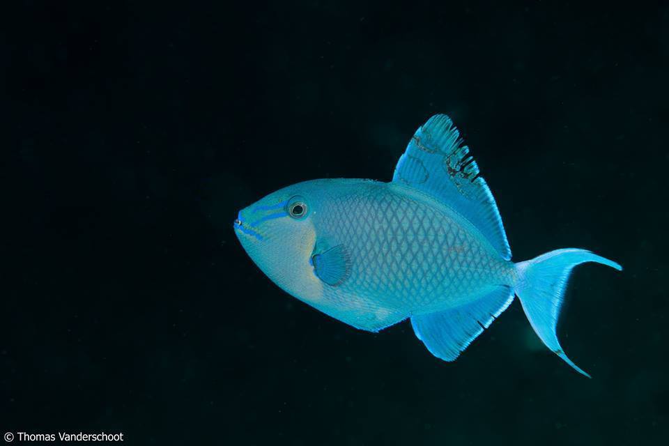 Redtooth Triggerfish