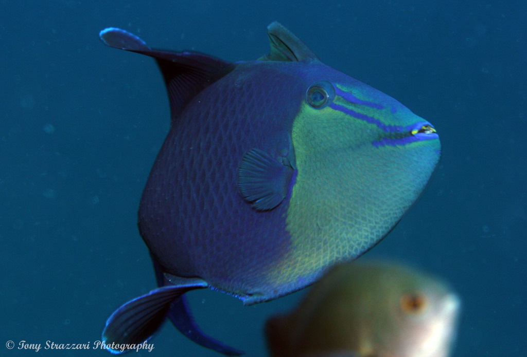 Redtooth Triggerfish