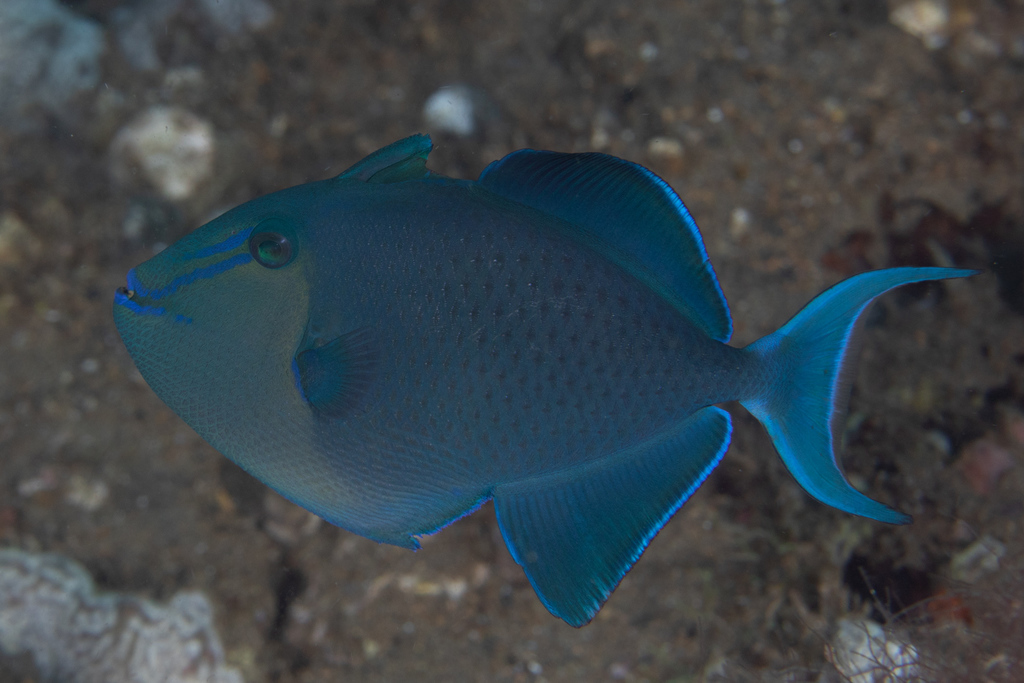 Redtooth Triggerfish