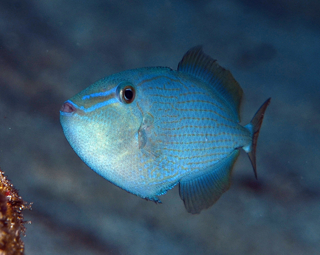 Redtooth Triggerfish