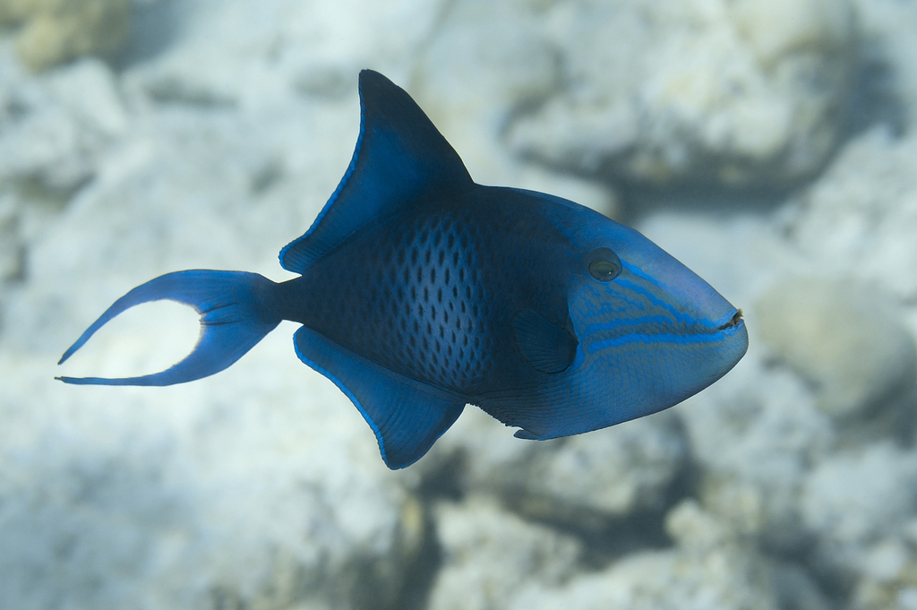 Redtooth Triggerfish