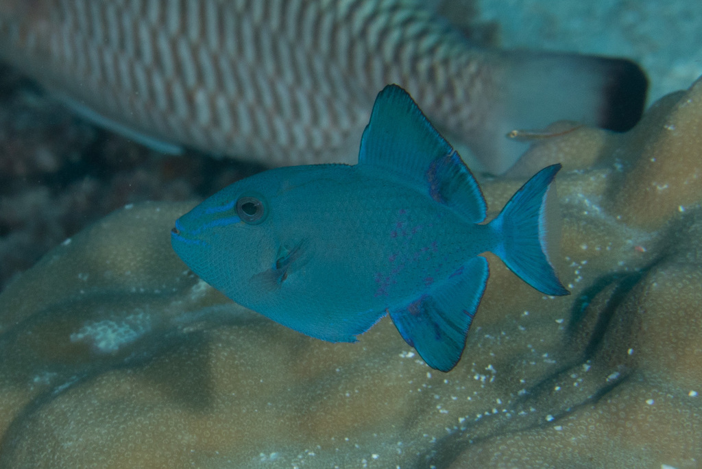 Redtooth Triggerfish