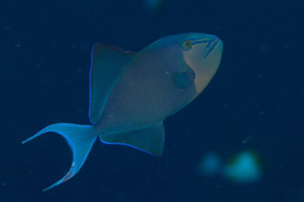 Redtooth Triggerfish