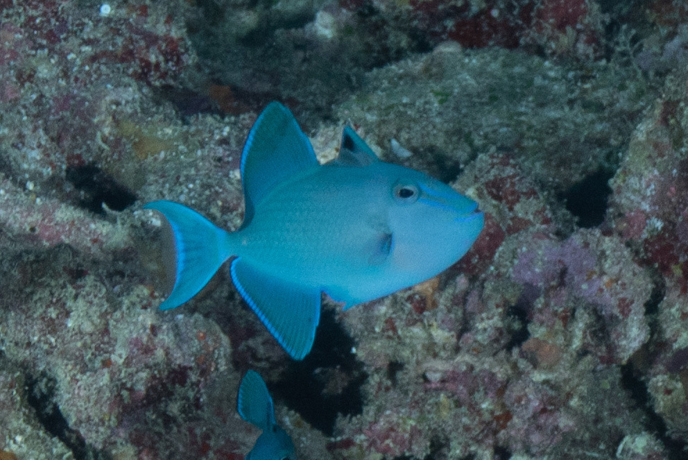 Redtooth Triggerfish