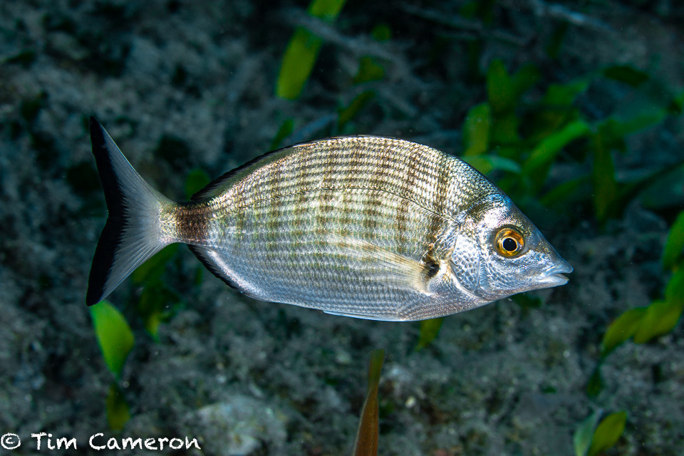 Sharpsnout Seabream