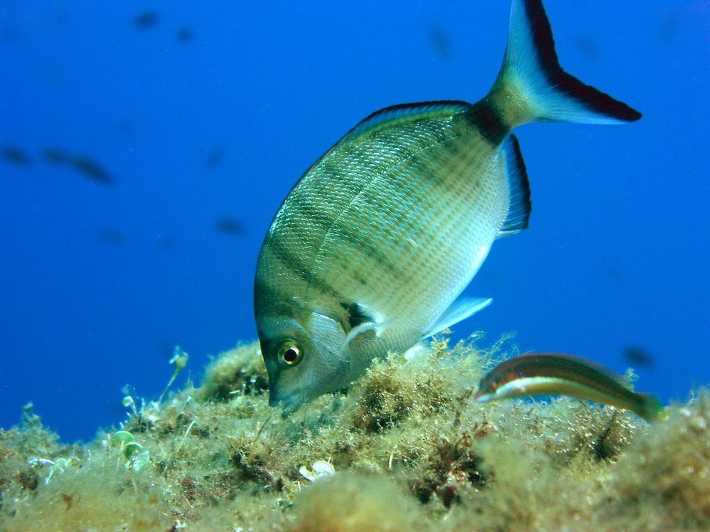 Sar à museau pointu