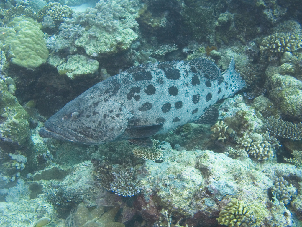 Mérou patate